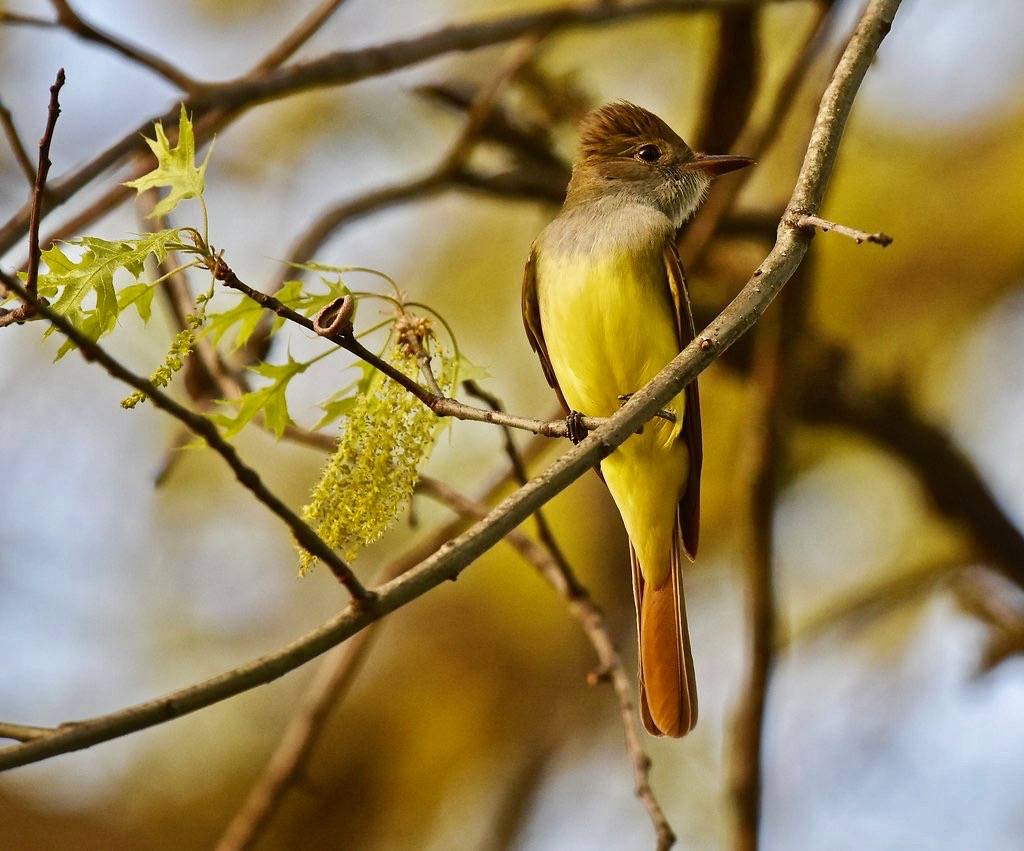 Great Crested Flycatcher at dusk by Wildreturn is licensed under CC BY 2.0